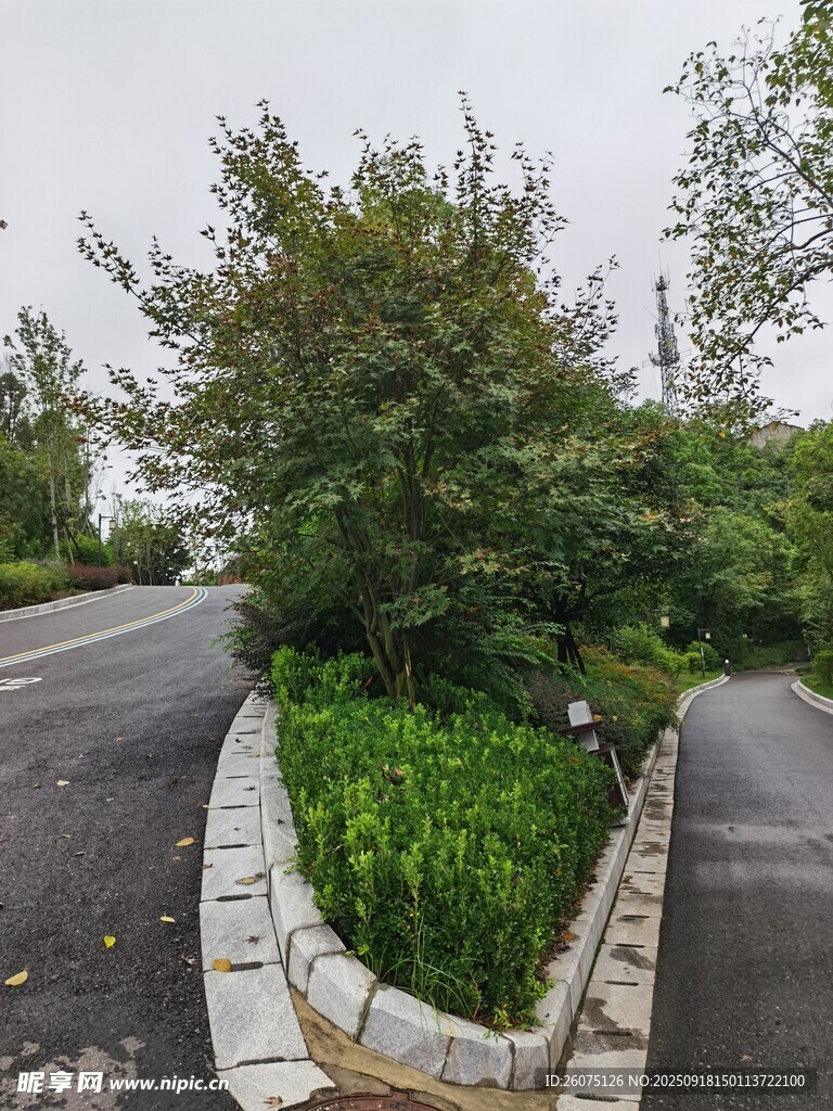 路边绿植景观