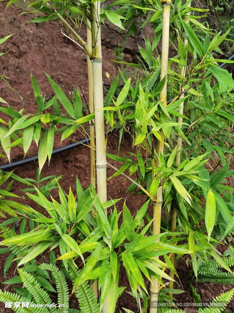 翠绿竹林中的挺拔嫩竹