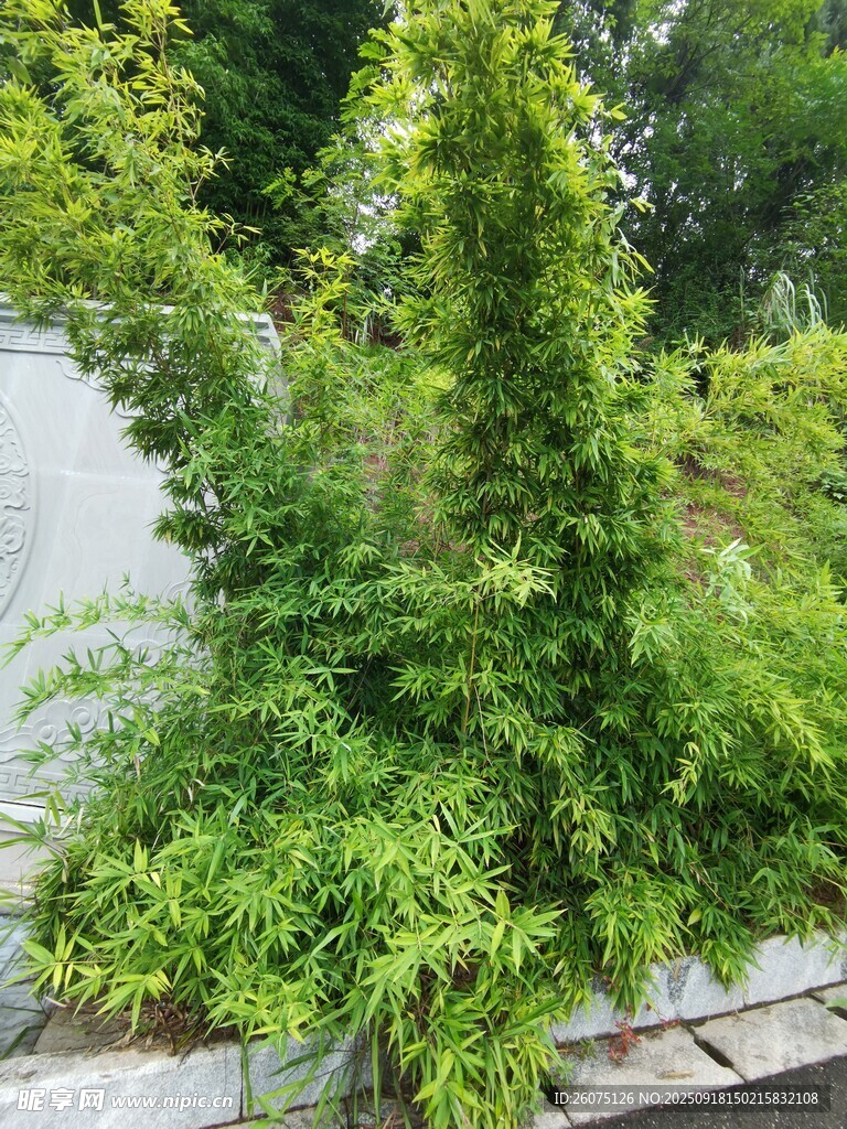 翠绿藤蔓攀爬于墙边