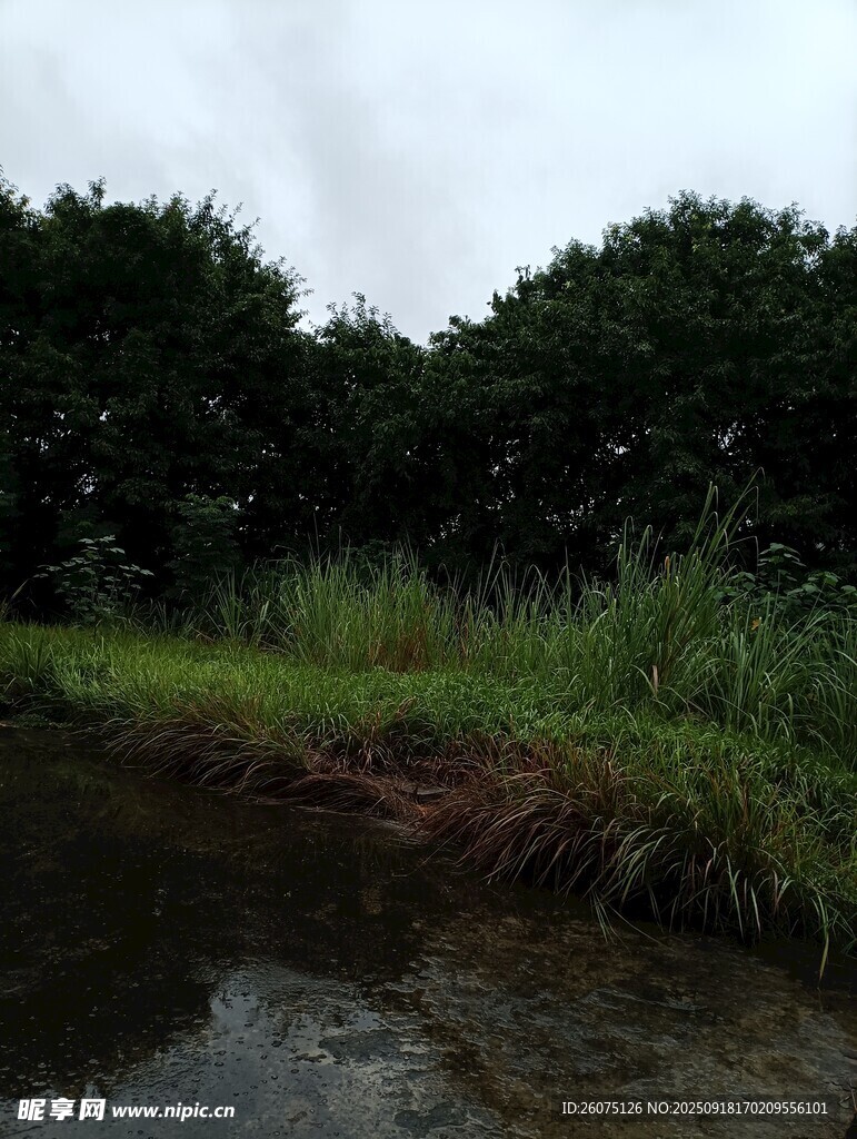 乡村水边绿植景观