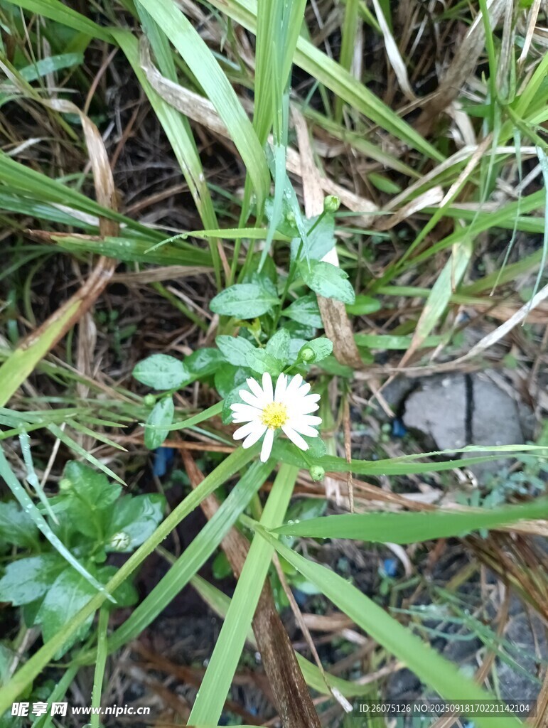草丛中的小白花