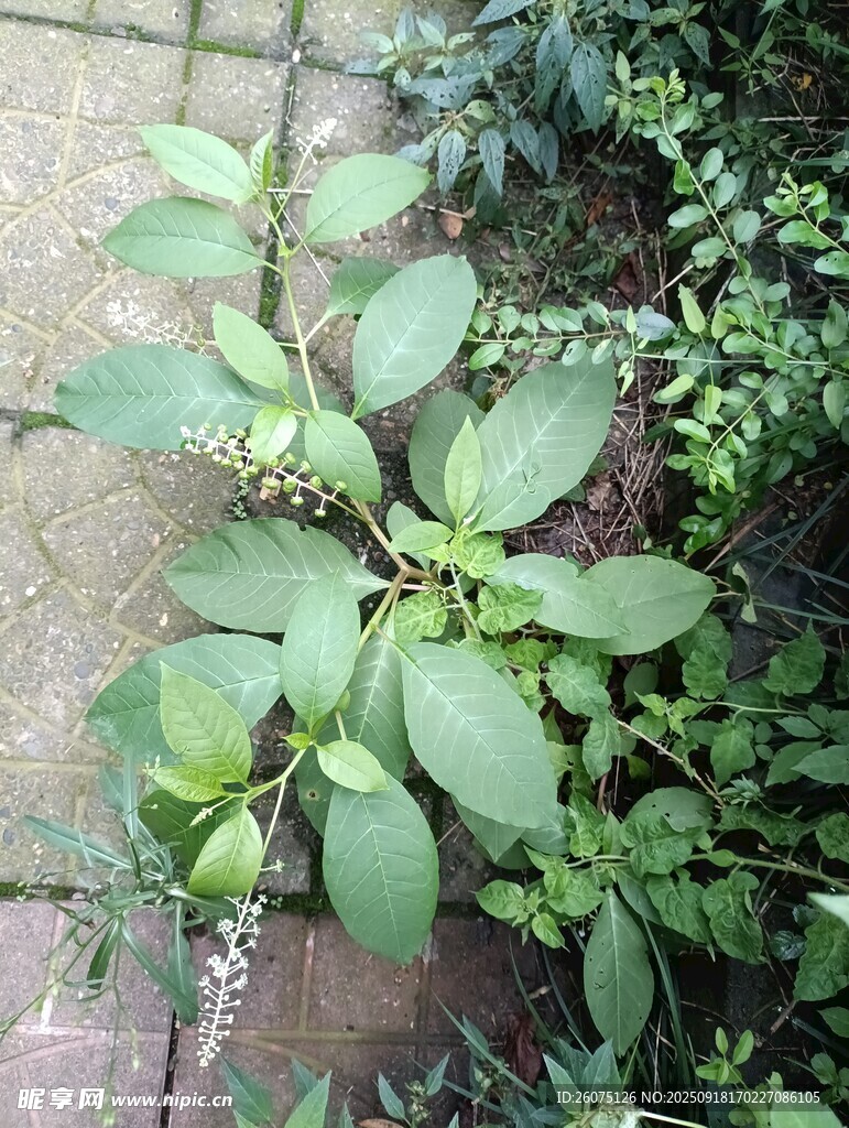 地面生长的绿色植物