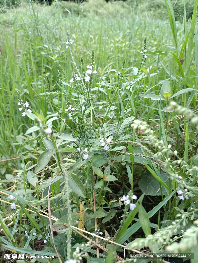 田野中的绿色植物与白花