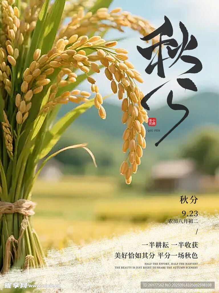 秋日稻穗 