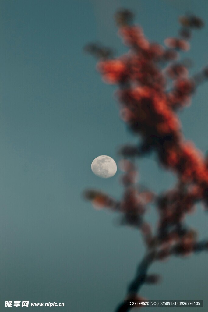 月下红枝美景