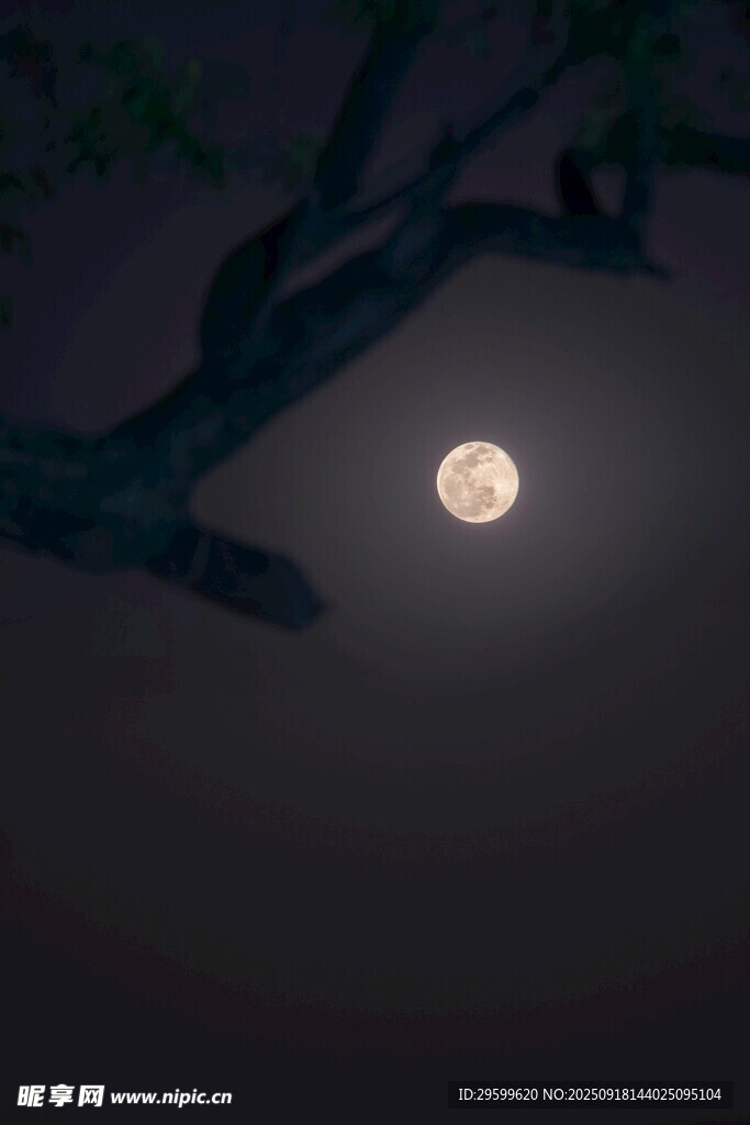 月夜树枝下的朦胧月色