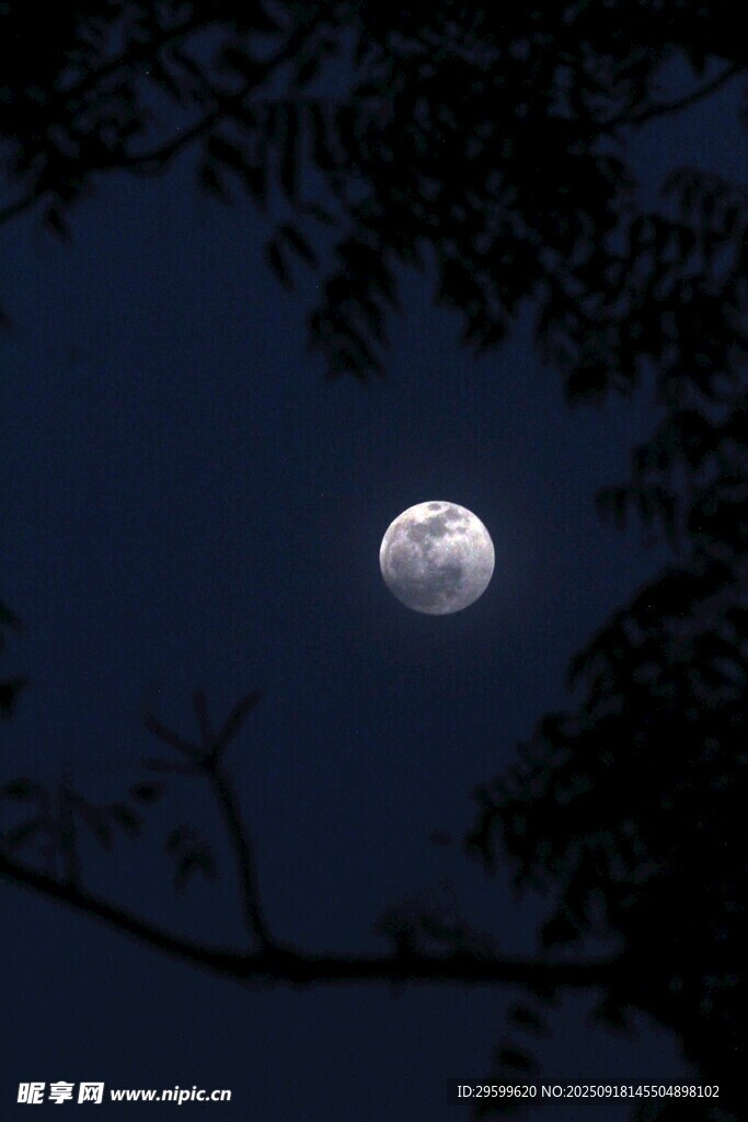 夜空中的明月与枝叶