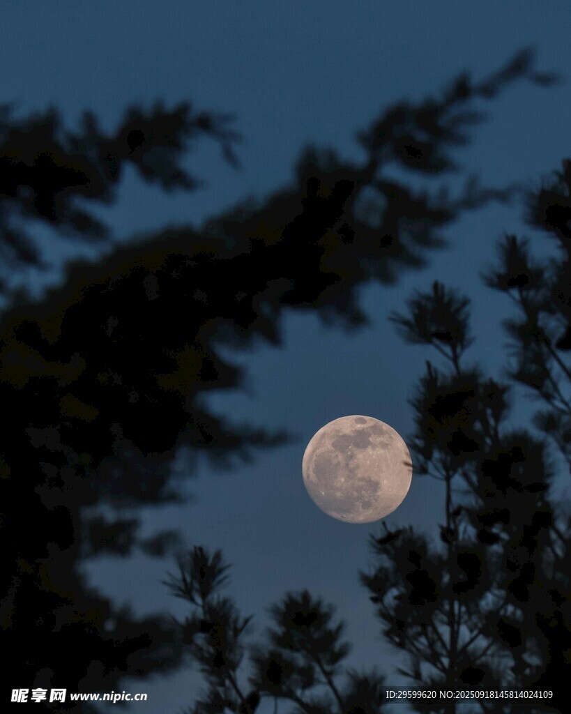 夜空中的明月与树梢