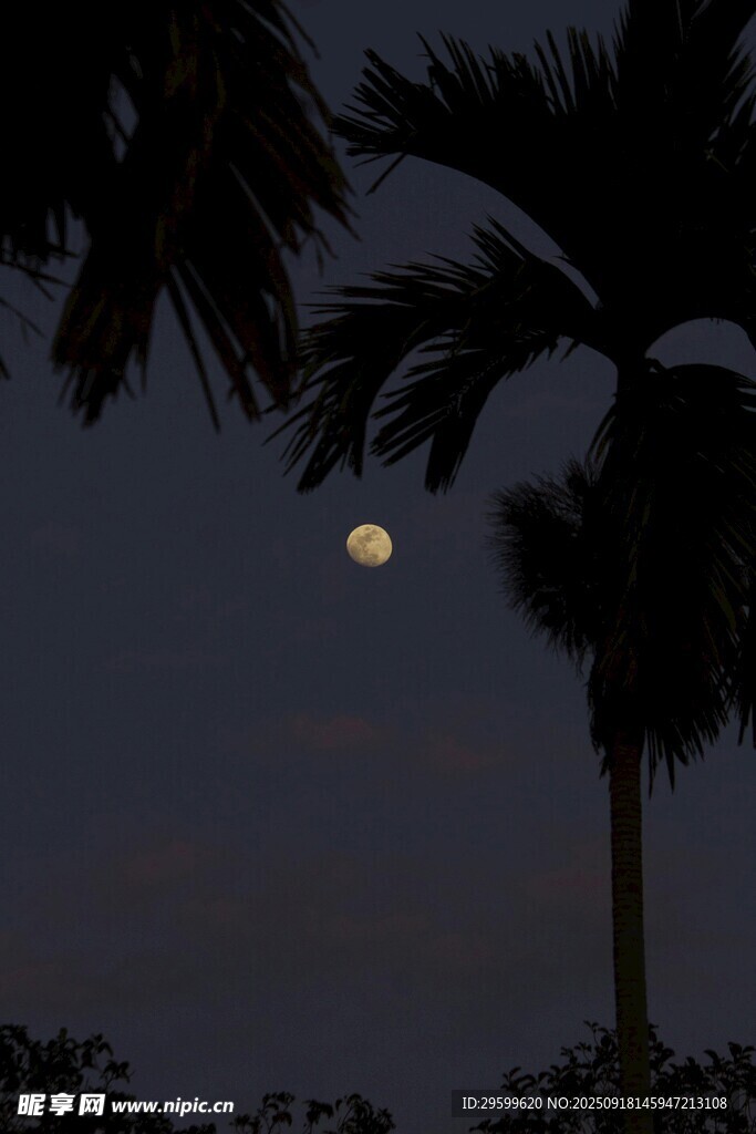 月下椰树夜景