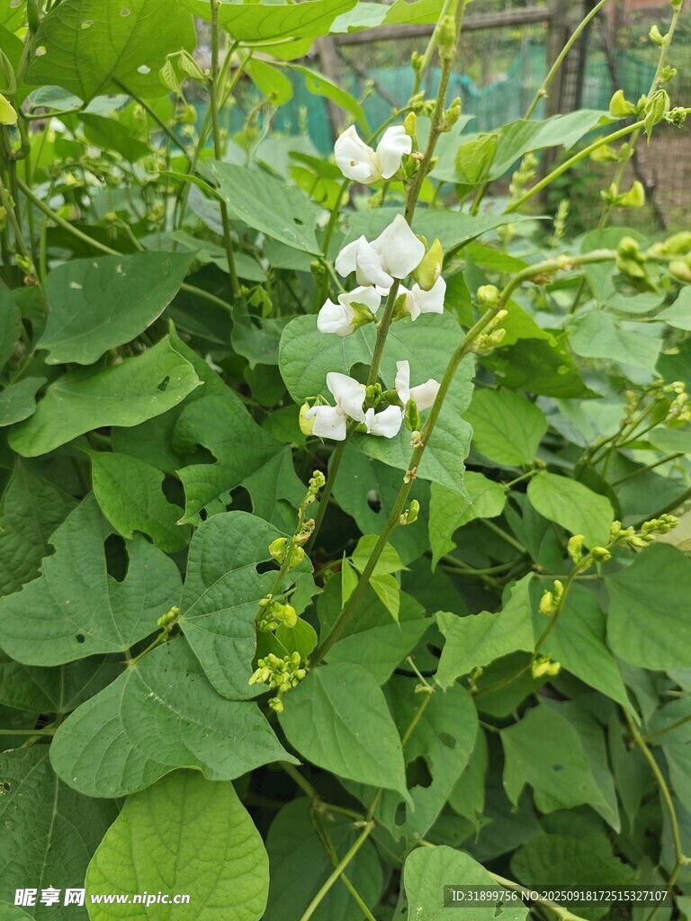眉豆