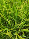 翠绿茂盛的田间水稻植株