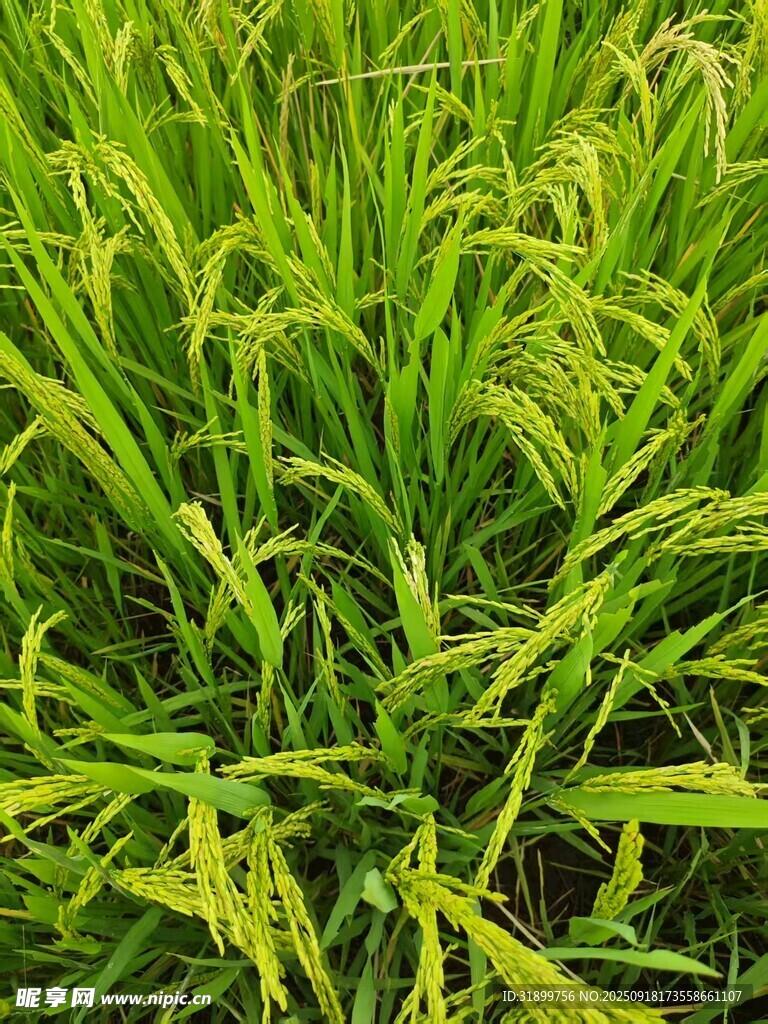 翠绿茂盛的田间水稻植株