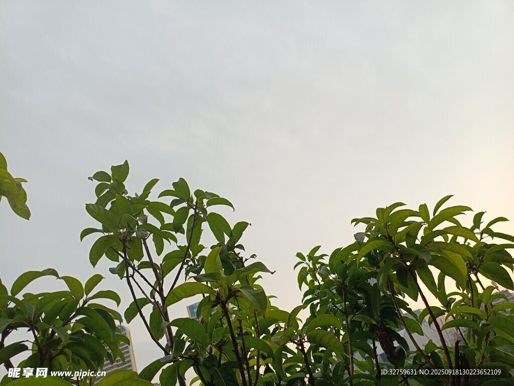 绿叶映天 