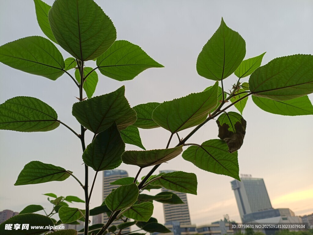 城市中的绿植生机