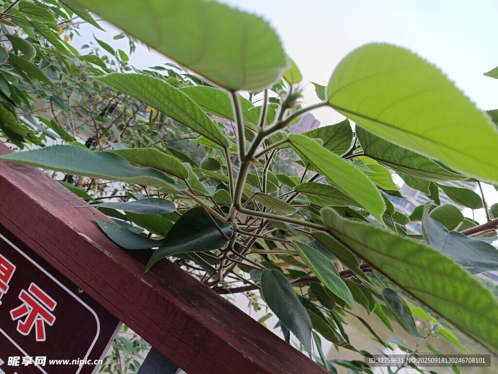 绿叶植物旁的红色标识牌
