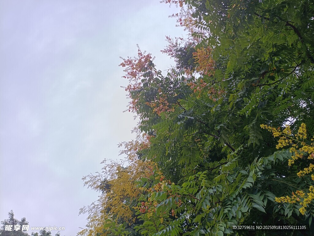 秋日树林树梢景致