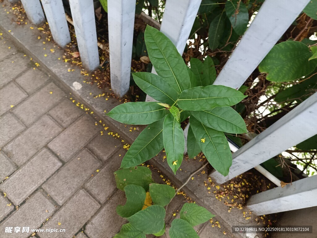 围栏边生长的嫩绿植物