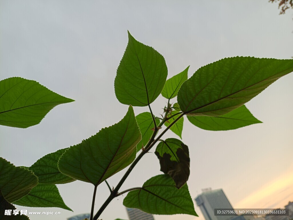 夕阳下的绿叶与昆虫