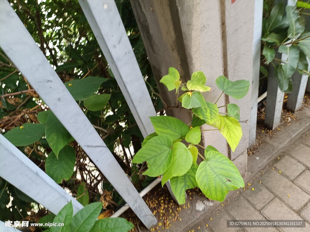 围栏边生长的嫩绿植物