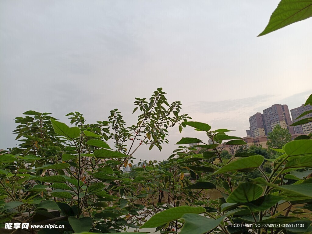 户外繁茂绿植景观