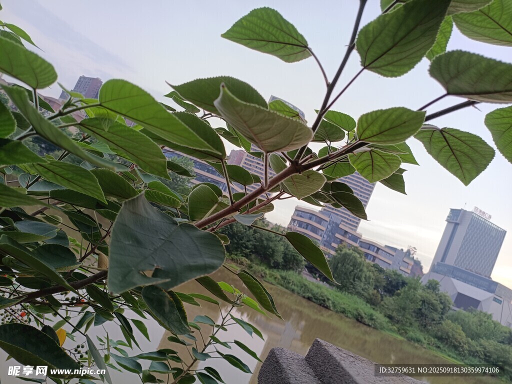 绿叶繁茂下的城市景致