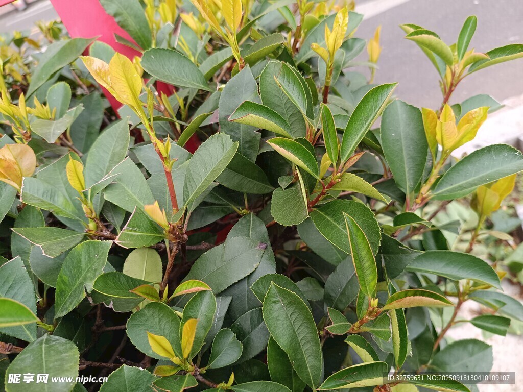 多彩叶片的绿植盆栽
