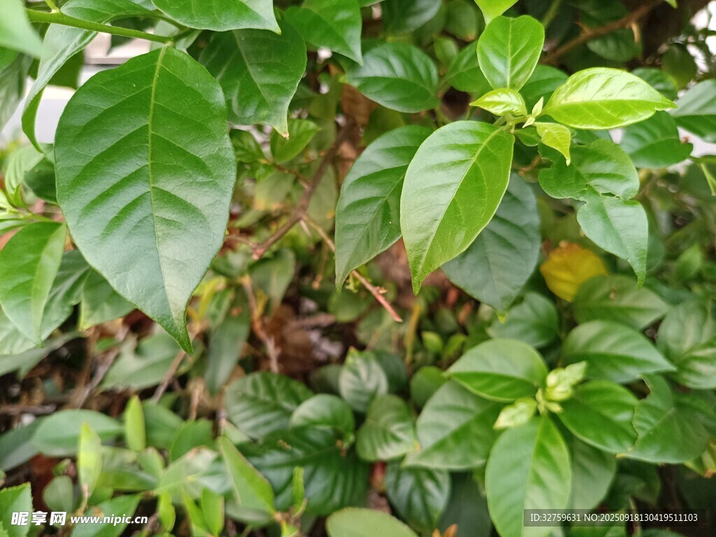 绿叶繁茂的植物景象