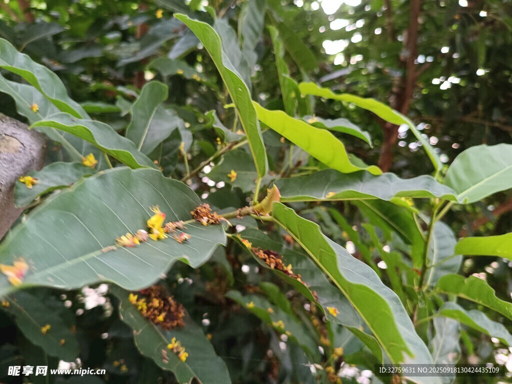 绿叶间的多彩昆虫