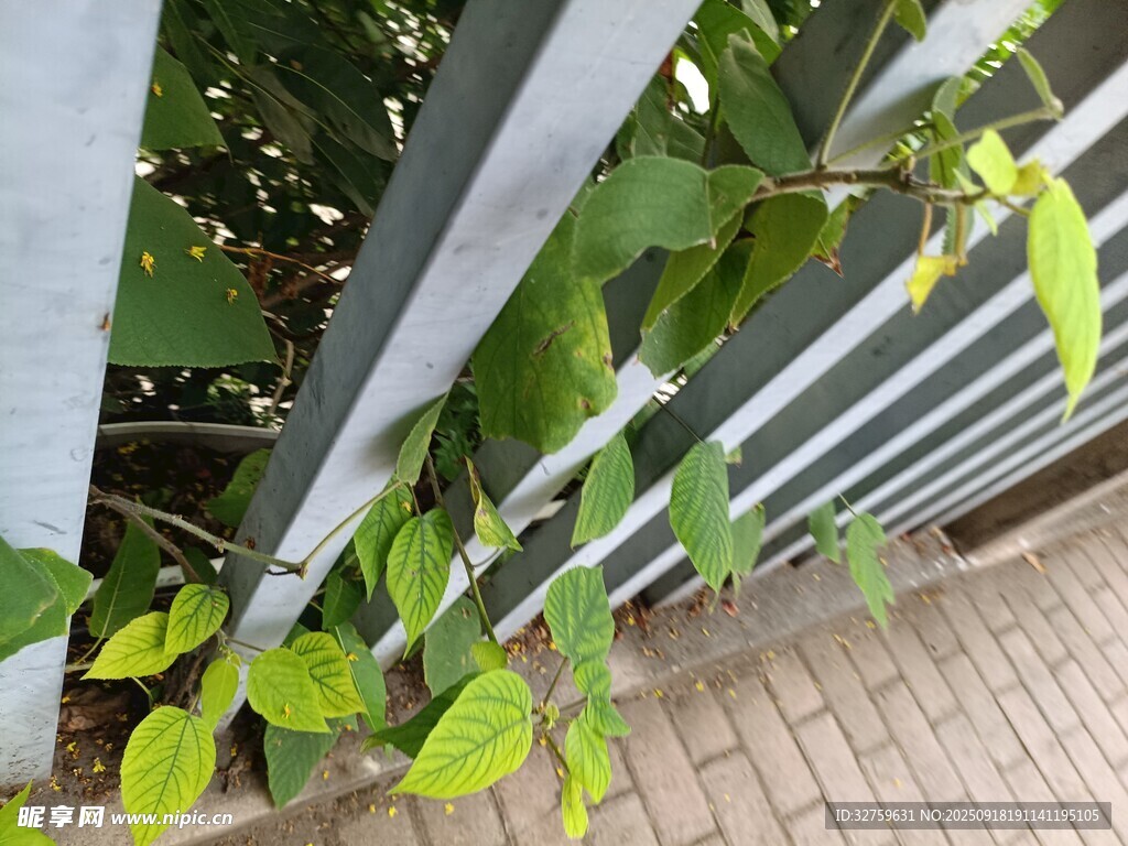 绿叶攀附于金属栏杆