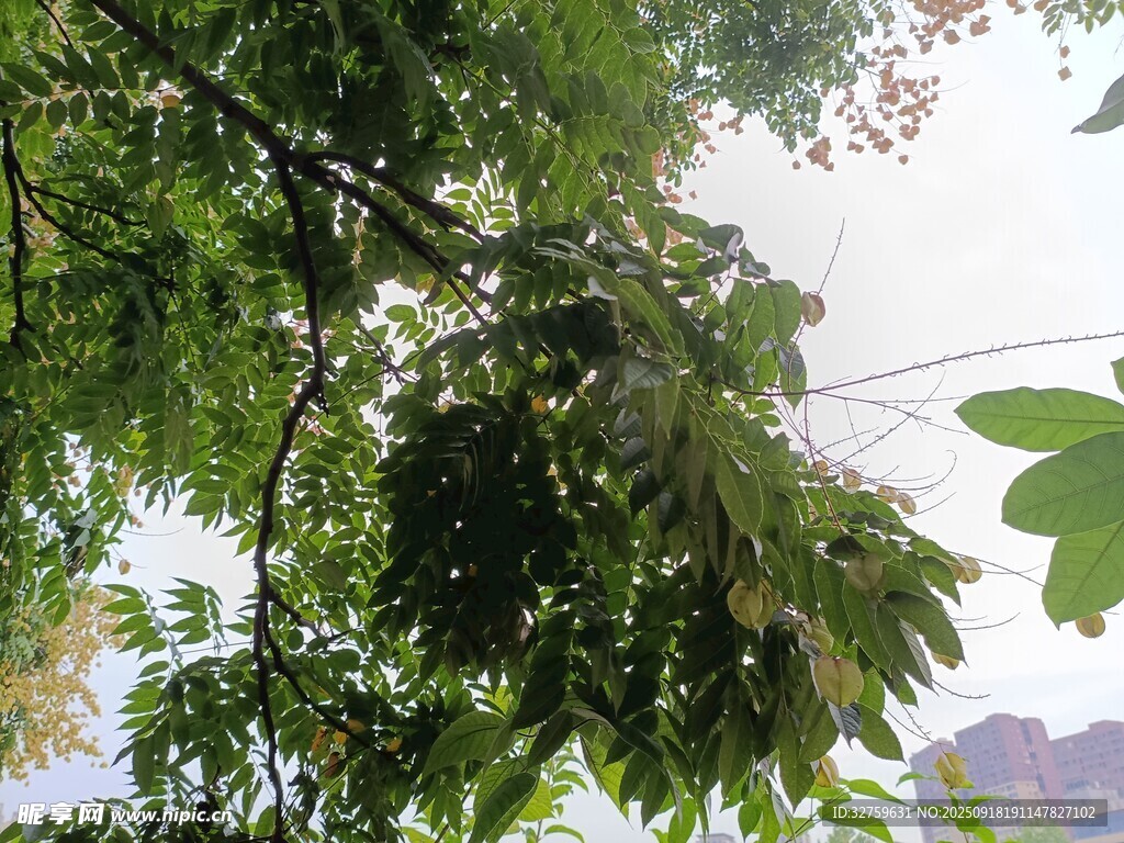 枝叶繁茂的绿树景观