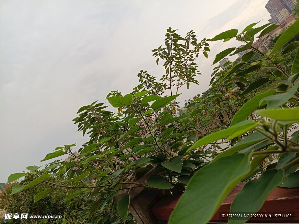 绿叶繁茂的户外植物景观