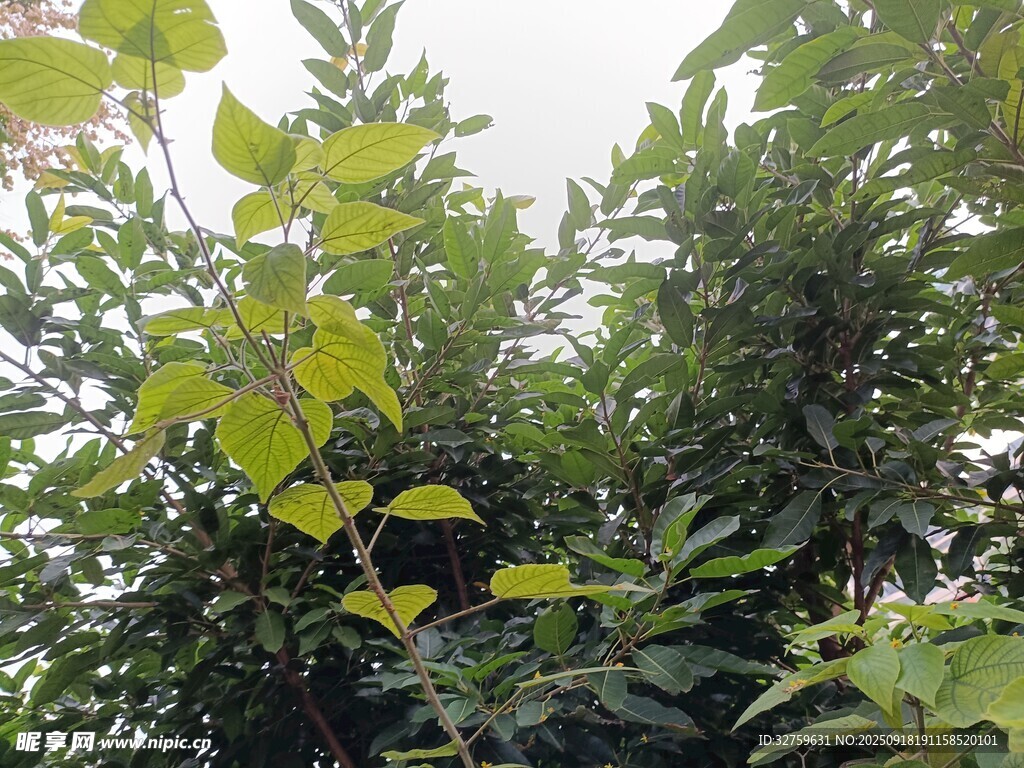 繁茂绿植 