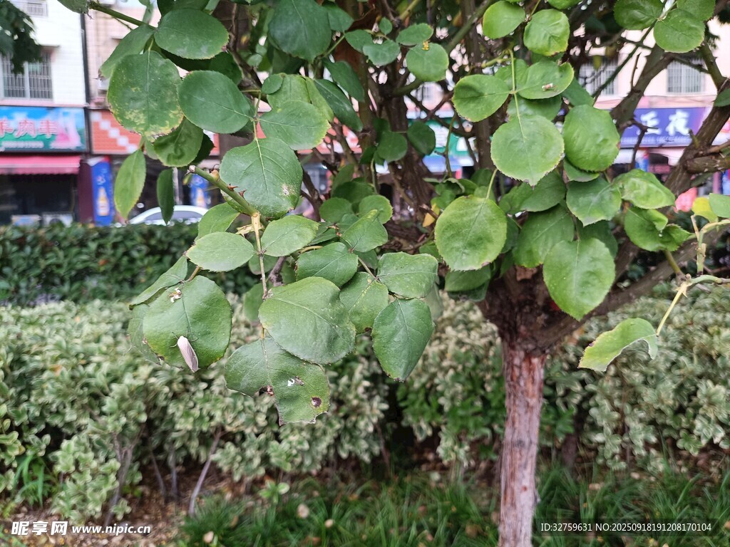 绿叶繁茂的独特树木