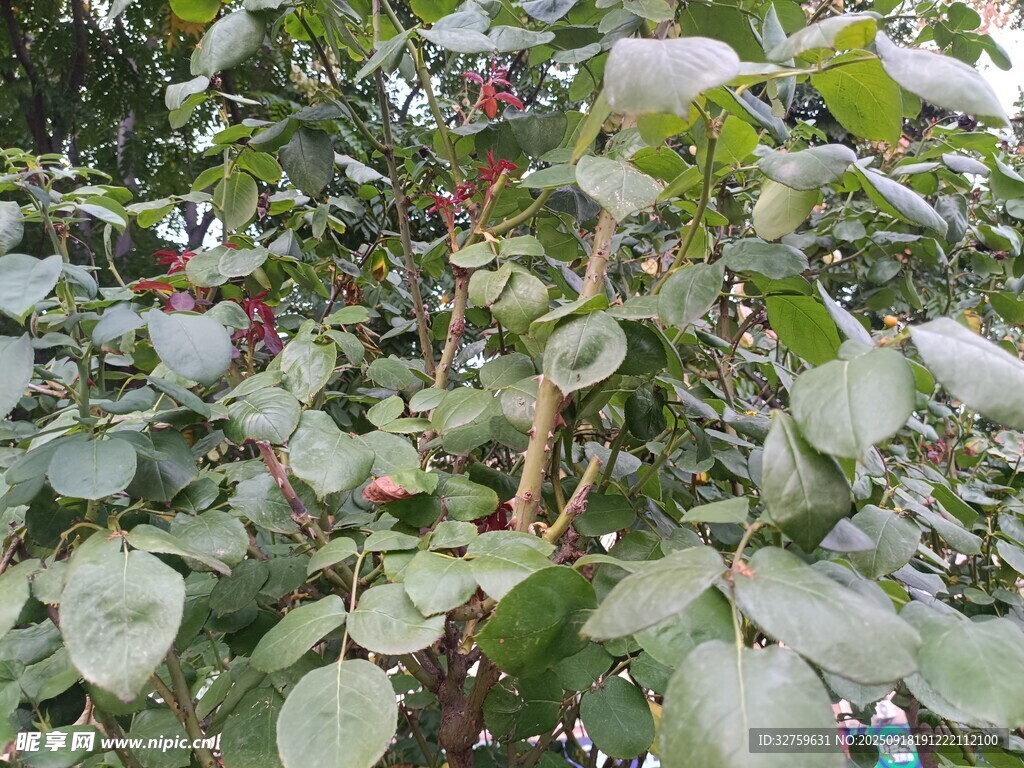 绿叶间的红果植物景观