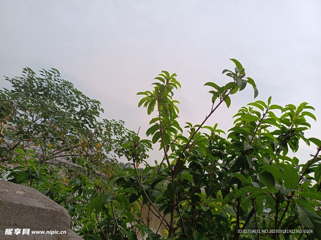 户外绿植景观