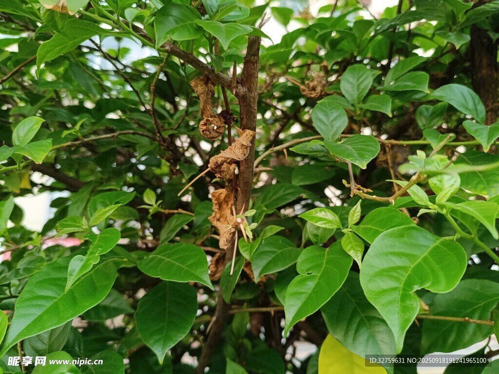 绿叶繁茂的树木景象
