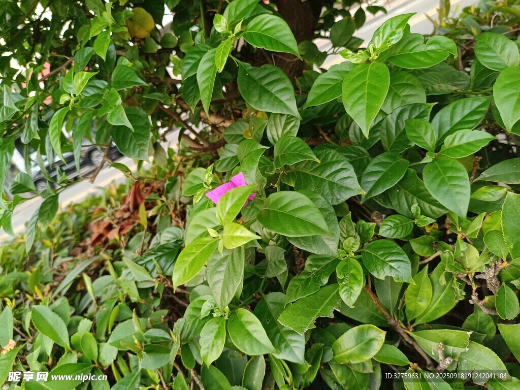 绿叶丛中一抹紫花