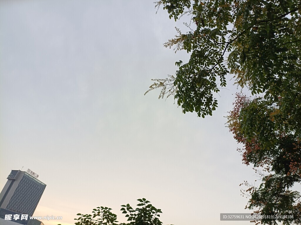 树梢间的天空与高楼