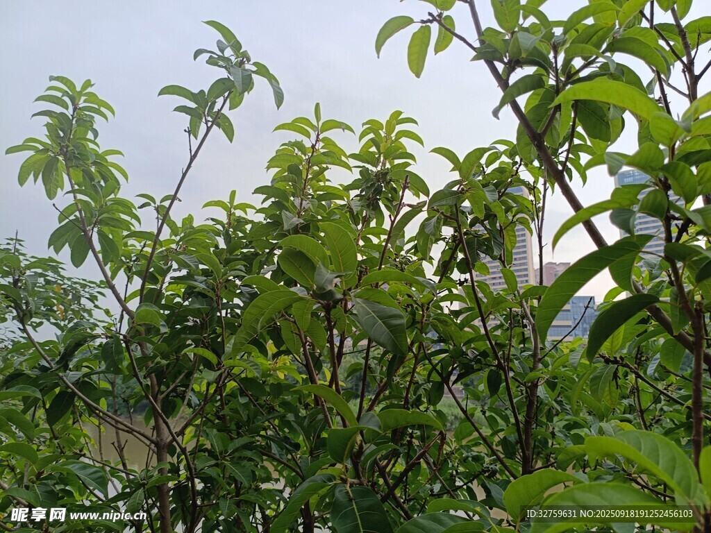 繁茂绿植展现自然生机
