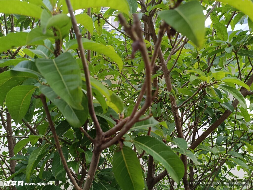 繁茂绿植中的弯曲枝藤
