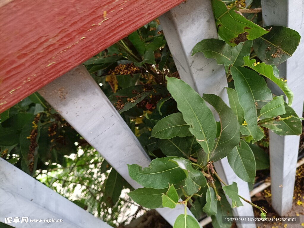 绿叶攀爬白色栅栏景象