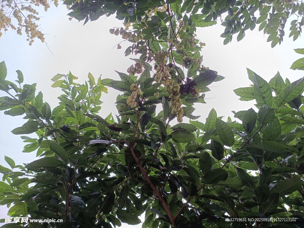 繁茂枝叶间的天空一角