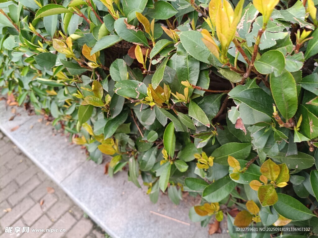 路边绿植景观