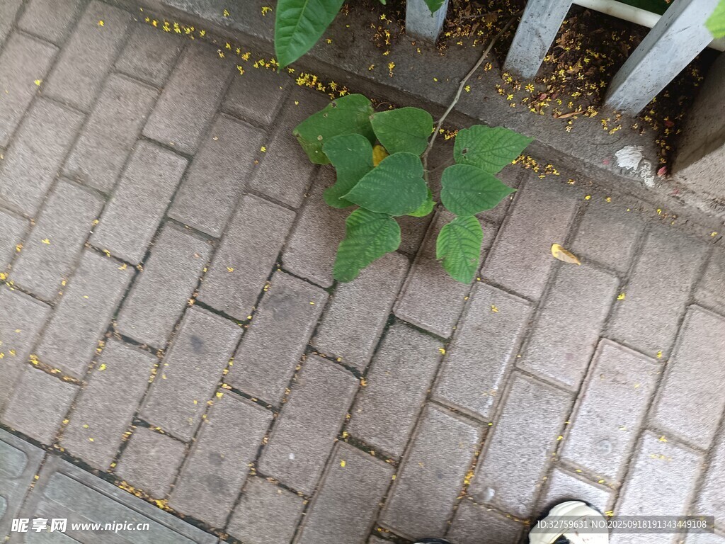 砖缝中生长的绿色植物