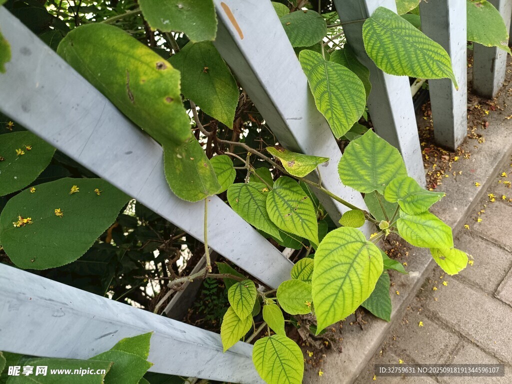 绿叶攀附白色栅栏