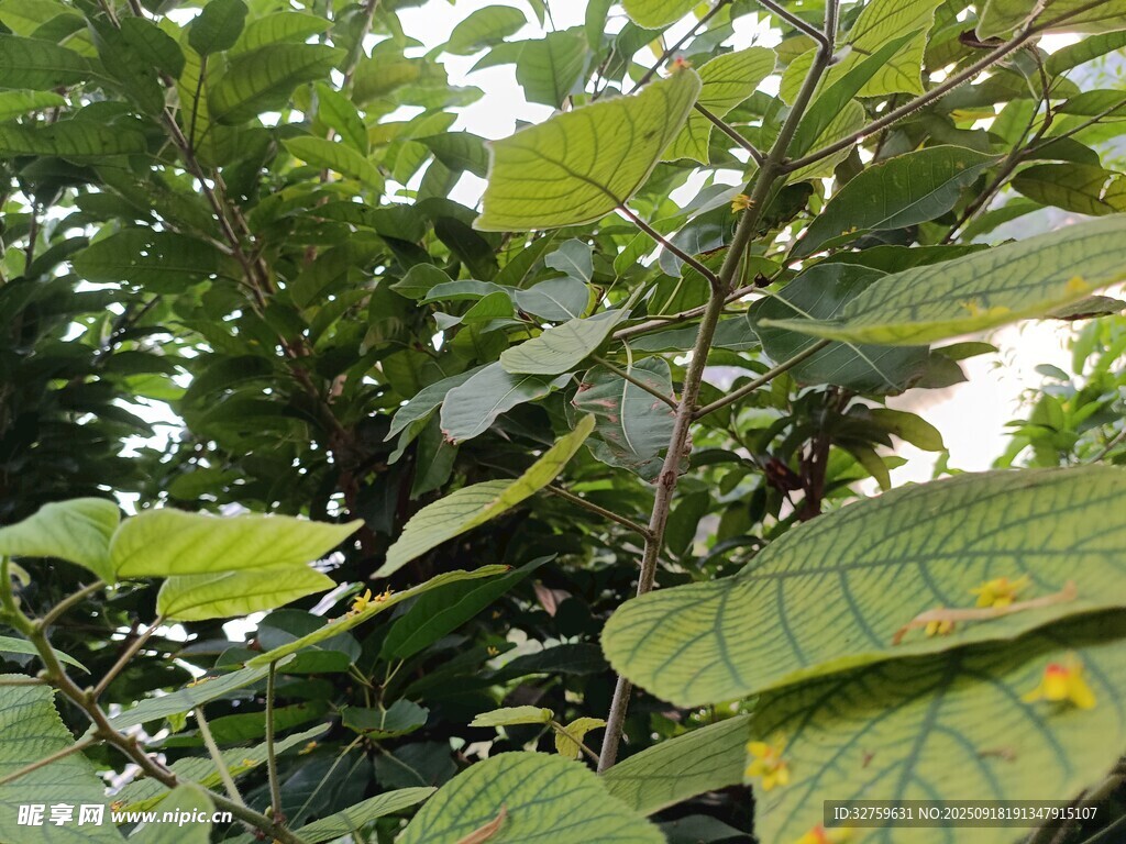 繁茂绿叶植物特写