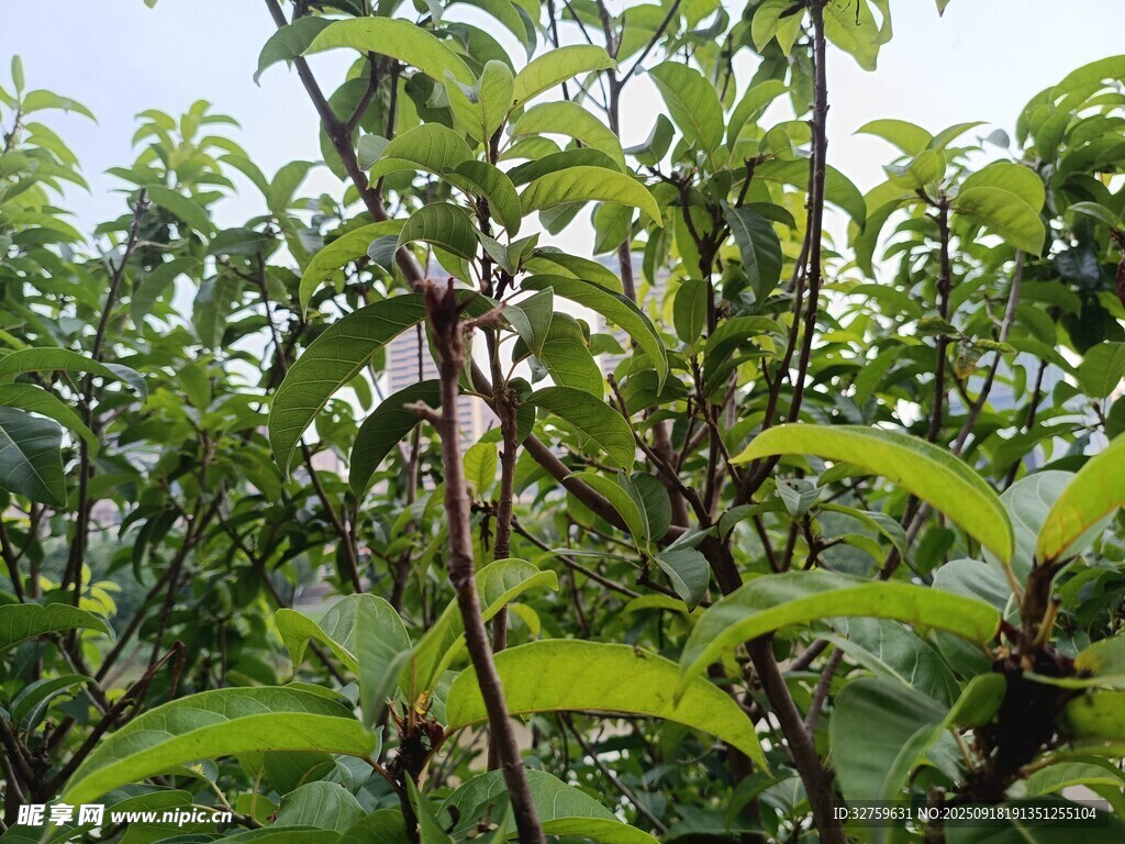 繁茂桃林绿意盎然