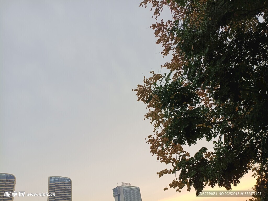 城市树梢间的黄昏景致