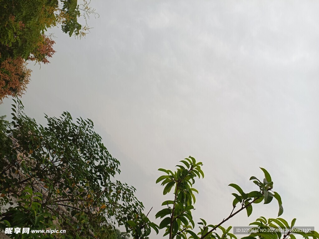 仰视视角下的绿植与天空