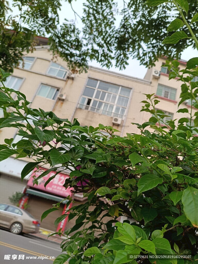 透过绿植看街边建筑